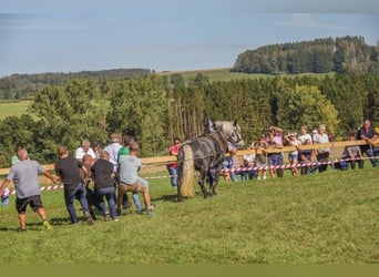 Polnisches Kaltblut Mix, Stute, 6 Jahre, 158 cm, Apfelschimmel