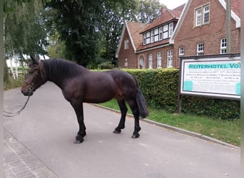 Polnisches Kaltblut, Stute, 6 Jahre, 162 cm, Brauner