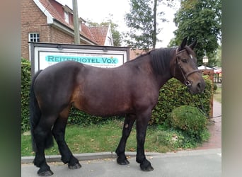 Polnisches Kaltblut, Stute, 6 Jahre, 162 cm, Brauner