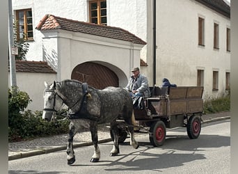 Polnisches Kaltblut, Stute, 6 Jahre, 164 cm, Apfelschimmel