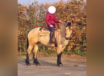 Polnisches Kaltblut, Stute, 6 Jahre, 165 cm, Falbe