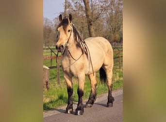 Polnisches Kaltblut, Stute, 6 Jahre, 165 cm, Falbe