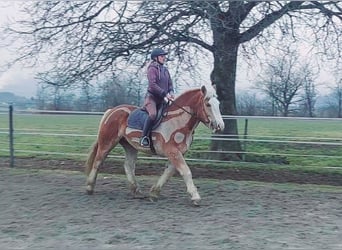 Polnisches Kaltblut, Stute, 6 Jahre, 165 cm, Fuchs