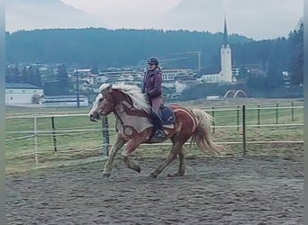 Polnisches Kaltblut, Stute, 6 Jahre, 165 cm, Fuchs