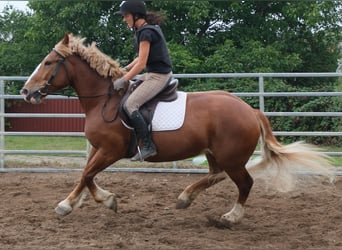 Polnisches Kaltblut, Stute, 7 Jahre, 160 cm, Dunkelfuchs
