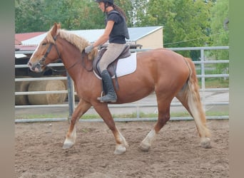 Polnisches Kaltblut, Stute, 7 Jahre, 160 cm, Dunkelfuchs