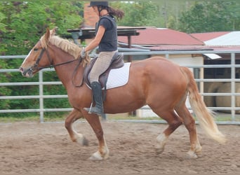 Polnisches Kaltblut, Stute, 7 Jahre, 160 cm, Dunkelfuchs