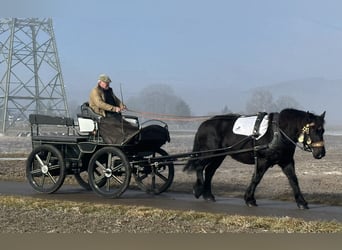 Polnisches Kaltblut, Stute, 7 Jahre, 160 cm, Rappe
