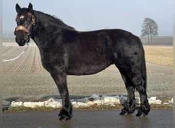 Polnisches Kaltblut, Stute, 7 Jahre, 160 cm, Rappe