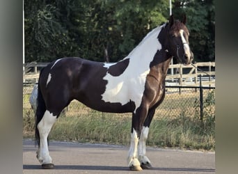 Polnisches Kaltblut, Stute, 7 Jahre, 161 cm, Schecke