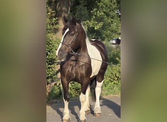 Polnisches Kaltblut, Stute, 7 Jahre, 161 cm, Schecke