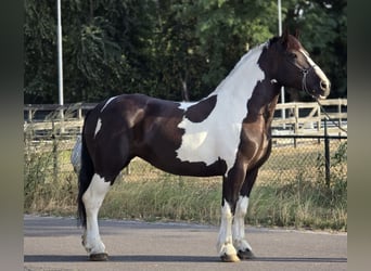 Polnisches Kaltblut, Stute, 7 Jahre, 161 cm, Schecke