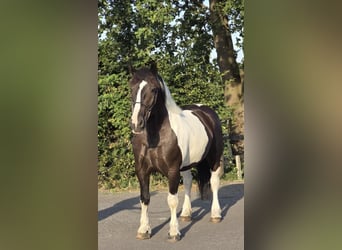 Polnisches Kaltblut, Stute, 7 Jahre, 161 cm, Schecke