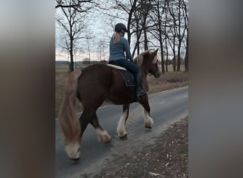 Polnisches Kaltblut, Stute, 7 Jahre, 165 cm, Fuchs