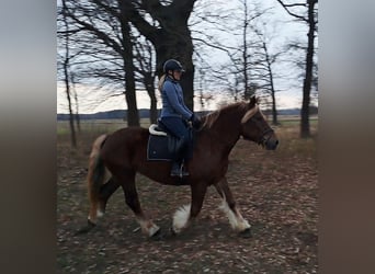 Polnisches Kaltblut, Stute, 7 Jahre, 165 cm, Fuchs