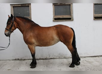 Polnisches Kaltblut, Stute, 7 Jahre, 166 cm, Brauner