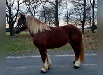 Polnisches Kaltblut, Stute, 7 Jahre, 166 cm, Fuchs