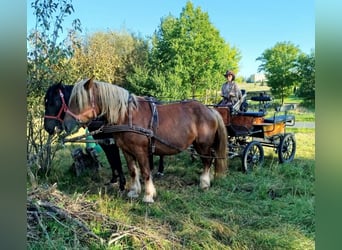 Polnisches Kaltblut, Stute, 7 Jahre, 166 cm, Fuchs