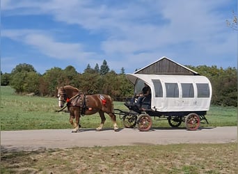 Polnisches Kaltblut, Stute, 7 Jahre, 168 cm, Fuchs