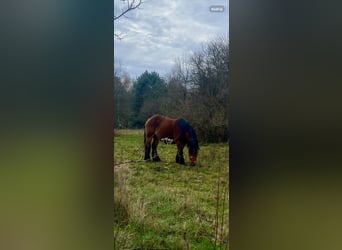 Polnisches Kaltblut, Stute, 7 Jahre, Rotbrauner