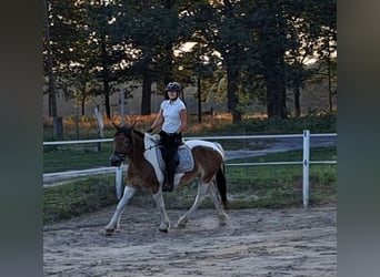 Polnisches Kaltblut, Stute, 8 Jahre, 155 cm, Schecke