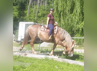 Polnisches Kaltblut, Stute, 8 Jahre, 157 cm, Fuchs
