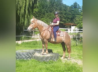 Polnisches Kaltblut, Stute, 8 Jahre, 157 cm, Fuchs