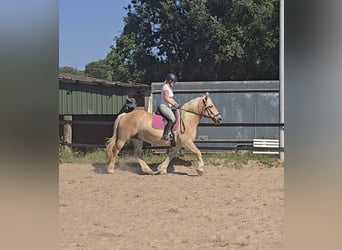 Polnisches Kaltblut, Stute, 8 Jahre, 158 cm, Palomino