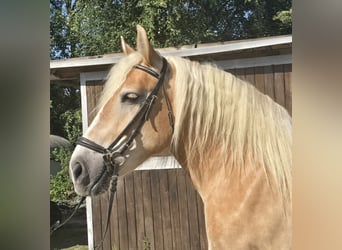 Polnisches Kaltblut, Stute, 8 Jahre, 158 cm, Palomino