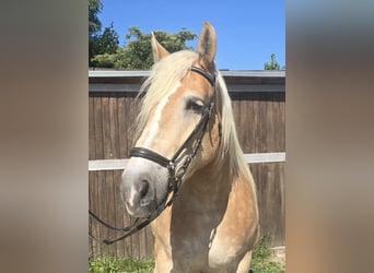 Polnisches Kaltblut, Stute, 8 Jahre, 158 cm, Palomino