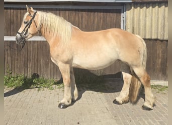 Polnisches Kaltblut, Stute, 8 Jahre, 158 cm, Palomino