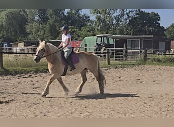 Polnisches Kaltblut, Stute, 8 Jahre, 158 cm, Palomino