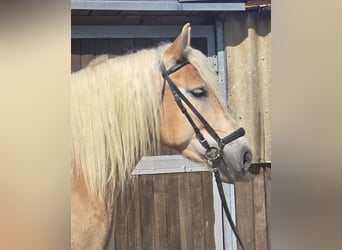 Polnisches Kaltblut, Stute, 8 Jahre, 158 cm, Palomino