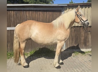 Polnisches Kaltblut, Stute, 8 Jahre, 158 cm, Palomino
