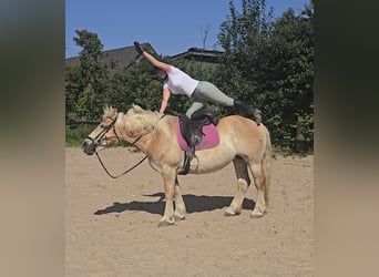 Polnisches Kaltblut, Stute, 8 Jahre, 158 cm, Palomino
