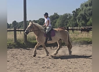 Polnisches Kaltblut, Stute, 8 Jahre, 158 cm, Palomino