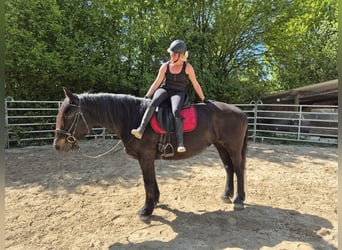 Polnisches Kaltblut, Stute, 8 Jahre, 160 cm, Dunkelbrauner