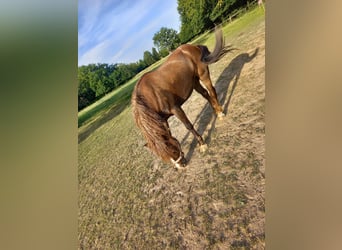 Polnisches Kaltblut Mix, Stute, 9 Jahre, 150 cm, Dunkelbrauner