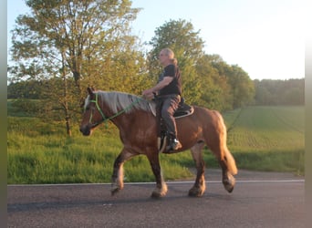 Polnisches Kaltblut, Stute, 9 Jahre, 157 cm, Fuchs