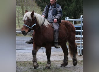 Polnisches Kaltblut, Stute, 9 Jahre, 157 cm, Fuchs