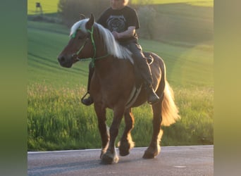 Polnisches Kaltblut, Stute, 9 Jahre, 157 cm, Fuchs