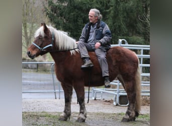 Polnisches Kaltblut, Stute, 9 Jahre, 157 cm, Fuchs