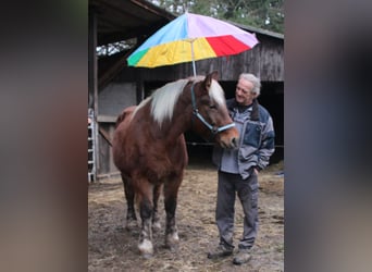 Polnisches Kaltblut, Stute, 9 Jahre, 157 cm, Fuchs