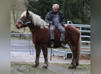 Polnisches Kaltblut, Stute, 9 Jahre, 157 cm, Fuchs