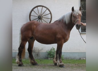 Polnisches Kaltblut, Stute, 9 Jahre, 157 cm, Fuchs