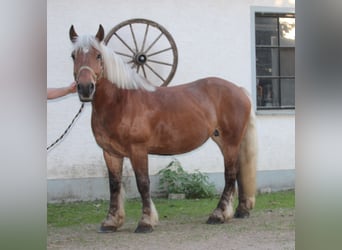 Polnisches Kaltblut, Stute, 9 Jahre, 157 cm, Fuchs