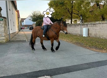 Polnisches Kaltblut, Stute, 9 Jahre, 160 cm, Brauner