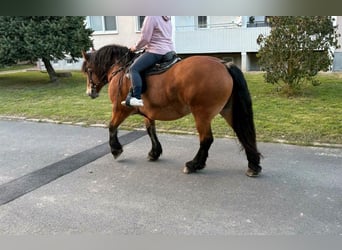 Polnisches Kaltblut, Stute, 9 Jahre, 160 cm, Brauner