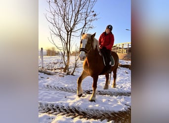 Polnisches Kaltblut, Stute, 9 Jahre, 160 cm