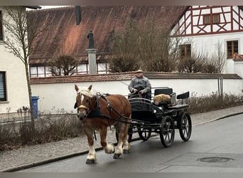 Polnisches Kaltblut, Stute, 9 Jahre, 164 cm, Fuchs